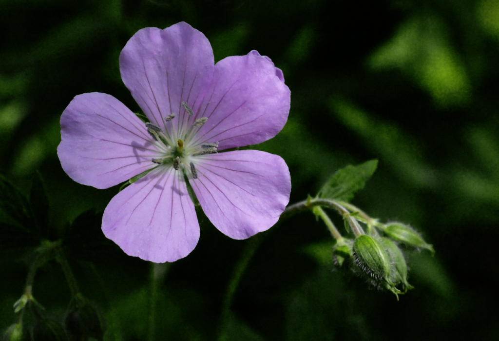 Nature In Class A By Steve Lombardi For Wild Geranium OCT-2018.jpg